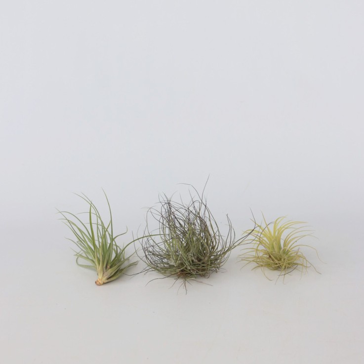 Plante aérienne - Set de 6 - Tillandsia - Hauteur 5-15cm - ⌀5cm