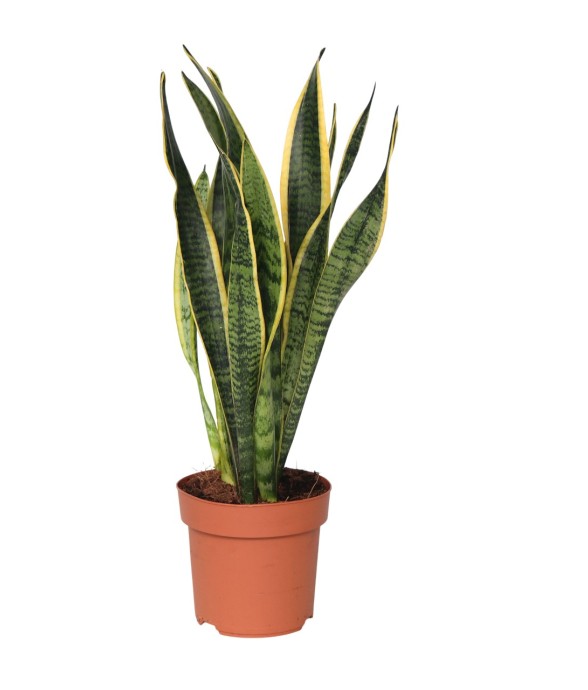 Langue de belle-mère -...