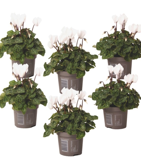 Cyclamen de Perse - Set de...
