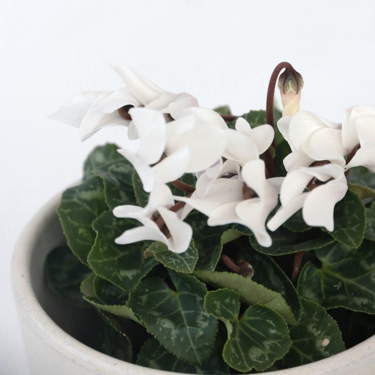 Cyclamen de Perse - Set de 6 - Cyclamen persicum 'Metis White' - H10-20cm - ⌀9cm