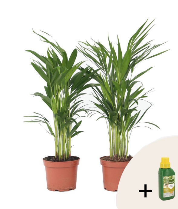 Palmier areca - Set de 2 -...