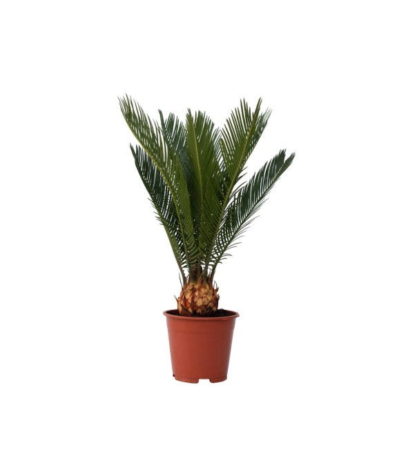 Sagou du Japon - Cycas...