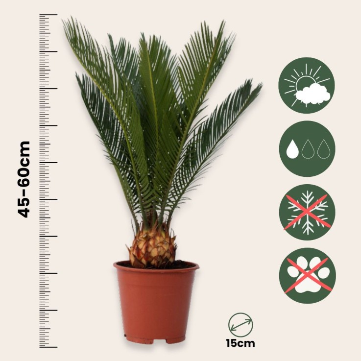 Sagou du Japon - Cycas revoluta - Hauteur 45-60cm - ⌀15cm