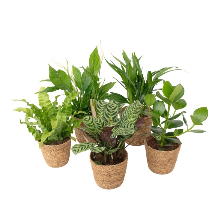 Plantes d'intérieur purificatrices d'air- Lot de 5 avec panier tressé - H25-40cm