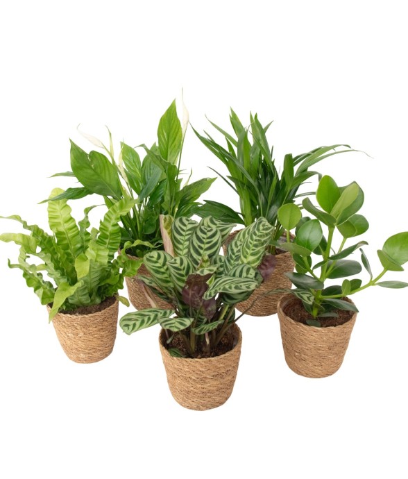 Plantes d'intérieur...