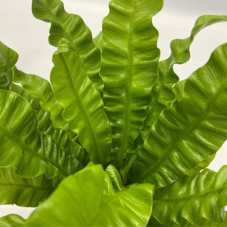 Plantes d'intérieur purificatrices d'air- Lot de 5 avec panier tressé - H25-40cm