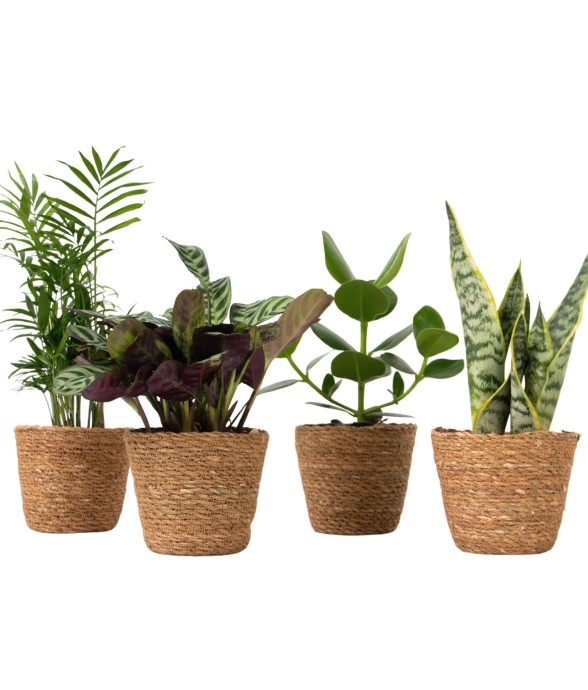 Plantes d’intérieur faciles...