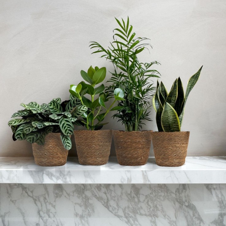 Plantes d’intérieur faciles - Lot de 4 avec panier - Hauteur 25-40cm - ⌀12cm