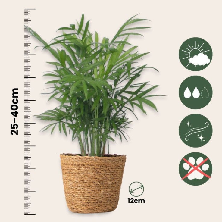 Plantes d’intérieur faciles - Lot de 4 avec panier - Hauteur 25-40cm - ⌀12cm
