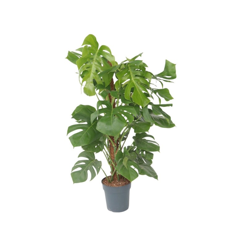 Plante à trous - Monstera deliciosa - Hauteur 120-130cm - ⌀24cm