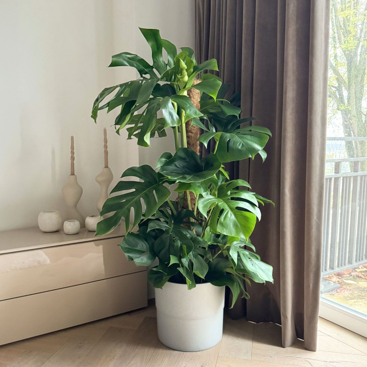 Plante à trous - Monstera deliciosa - Hauteur 120-130cm - ⌀24cm