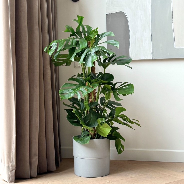 Plante à trous - Monstera deliciosa - Hauteur 120-130cm - ⌀24cm
