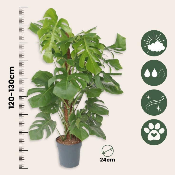 Plante à trous - Monstera deliciosa - Hauteur 120-130cm - ⌀24cm