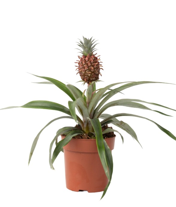 Ananas d'ornement - Ananas...