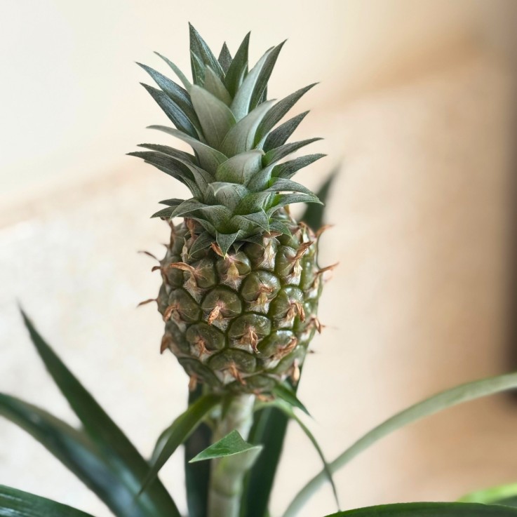 Ananas d'ornement - Ananas comosus 'Mi Amigo' - Hauteur 35-45cm - ⌀12cm