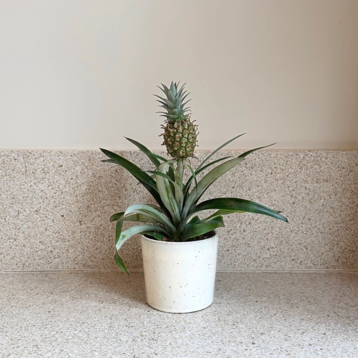Ananas d'ornement - Ananas comosus 'Mi Amigo' - Hauteur 35-45cm - ⌀12cm