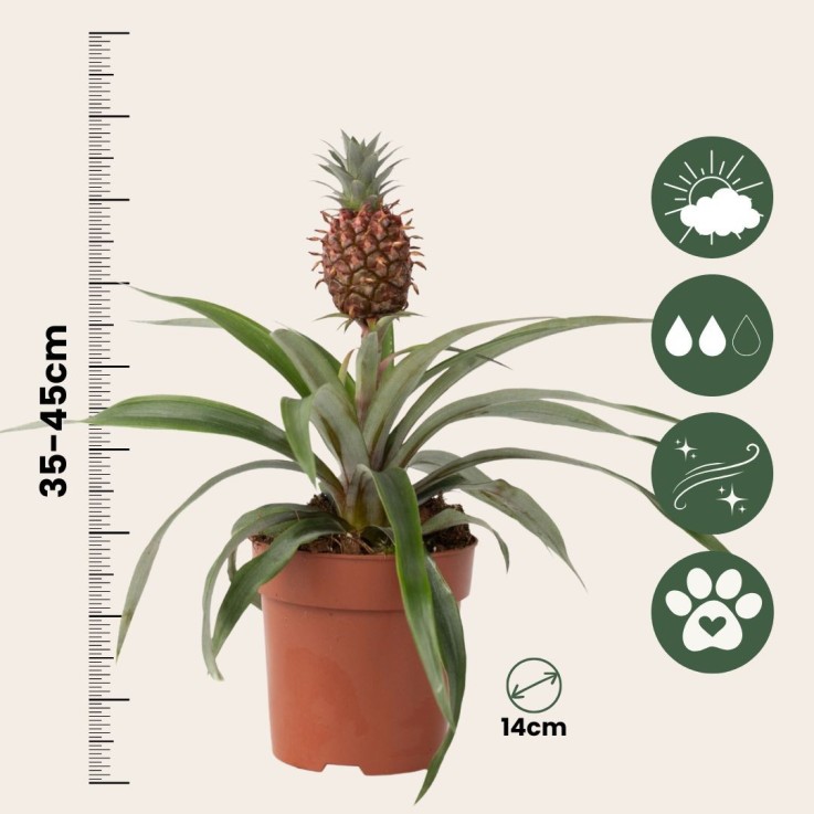 Ananas d'ornement - Ananas comosus 'Mi Amigo' - Hauteur 35-45cm - ⌀12cm