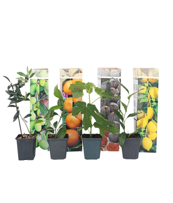 Mélange d'arbres fruitiers...