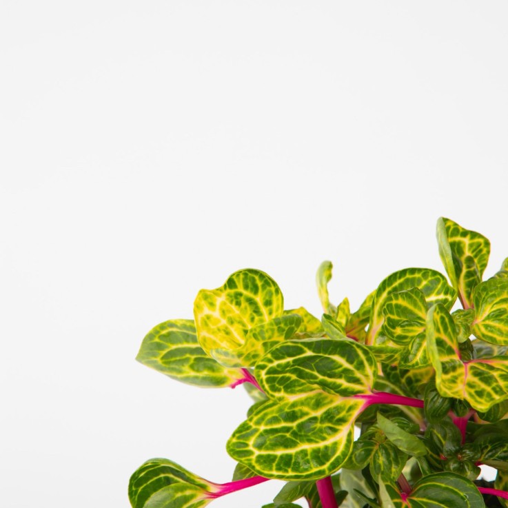 Feuille de sang - Set de 2 - Iresine herbstii - Hauteur 20-30cm - ⌀13cm