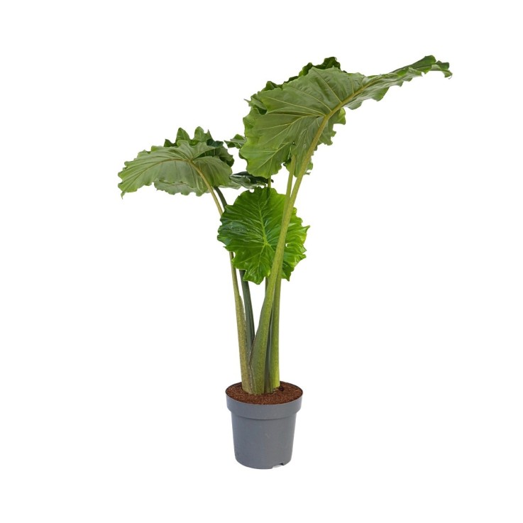 Plante éléphant - Alocasia 'Portodora' - Hauteur 110-120cm - ⌀32cm
