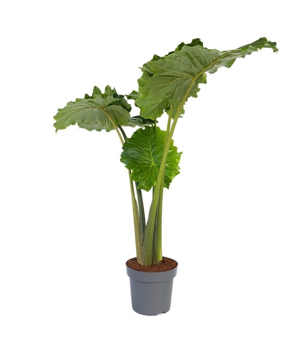 Plante éléphant - Alocasia...