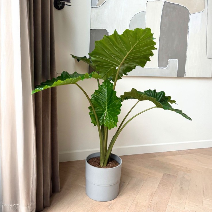 Plante éléphant - Alocasia 'Portodora' - Hauteur 110-120cm - ⌀32cm