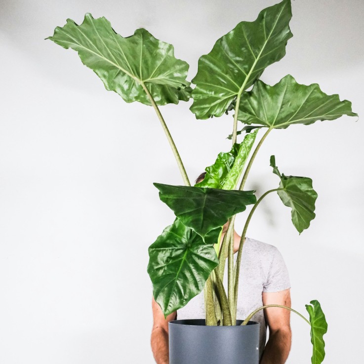 Plante éléphant - Alocasia 'Portodora' - Hauteur 110-120cm - ⌀32cm