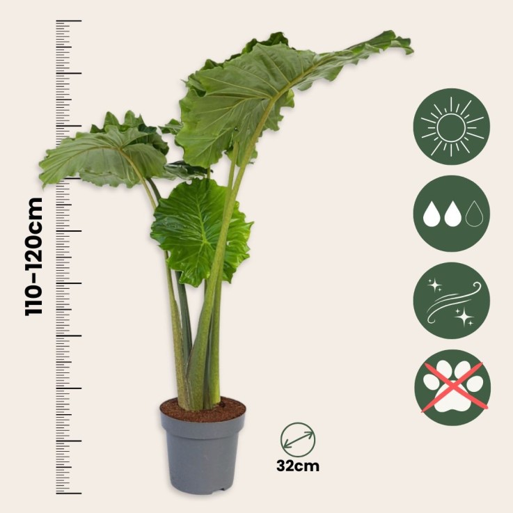 Plante éléphant - Alocasia 'Portodora' - Hauteur 110-120cm - ⌀32cm