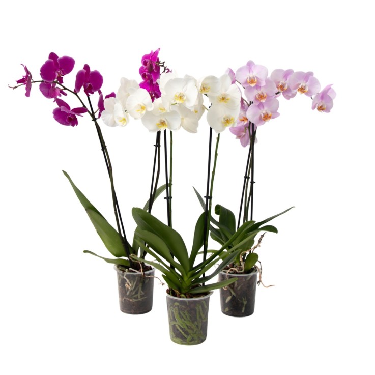 Orchidée papillon - Lot de 3 - Phalaenopsis - Hauteur 50-60cm - ⌀12cm