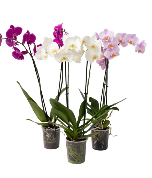 Orchidée papillon - Lot de...