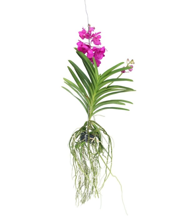 Orchidée - Vanda 'Tayanee...