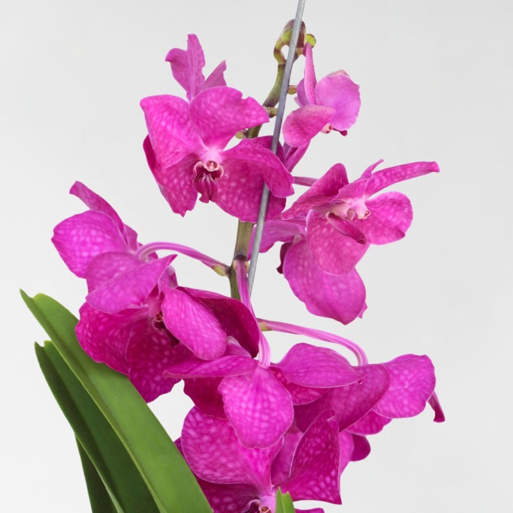 Orchidée - Vanda 'Tayanee Cerise' - Hauteur 55-65cm