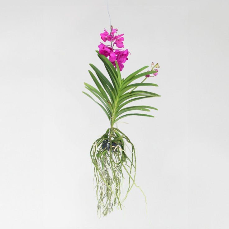 Orchidée - Vanda 'Tayanee Cerise' - Hauteur 55-65cm