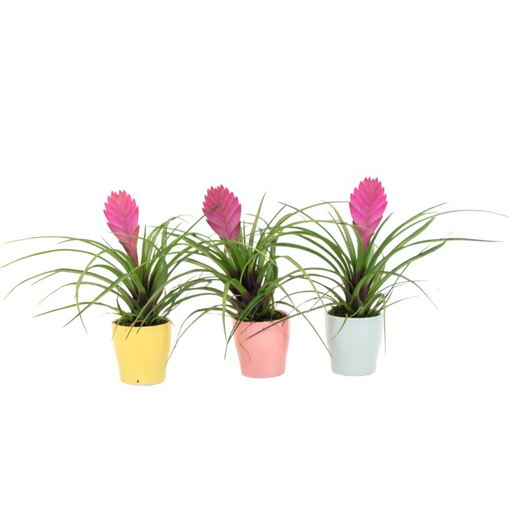 Tillandsia cyanea ‘Pastel’ - Lot de 3 avec pot - Hauteur 20-30cm - ø7cm