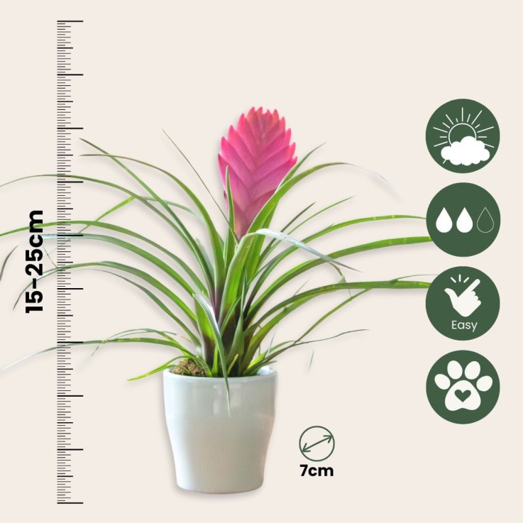Tillandsia cyanea ‘Pastel’ - Lot de 3 avec pot - Hauteur 20-30cm - ø7cm