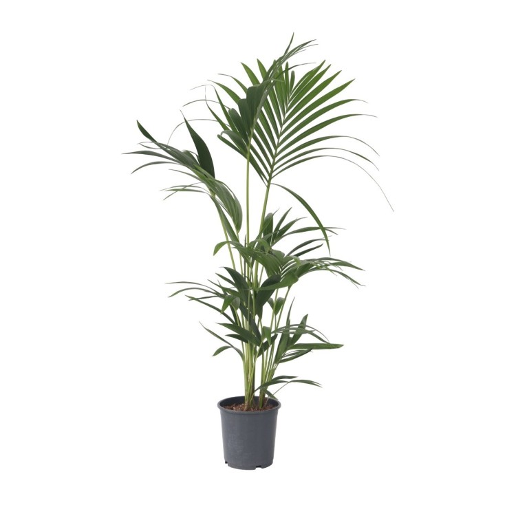 Palmier Kentia - Howea forsteriana - Hauteur 90-100cm - ⌀18cm