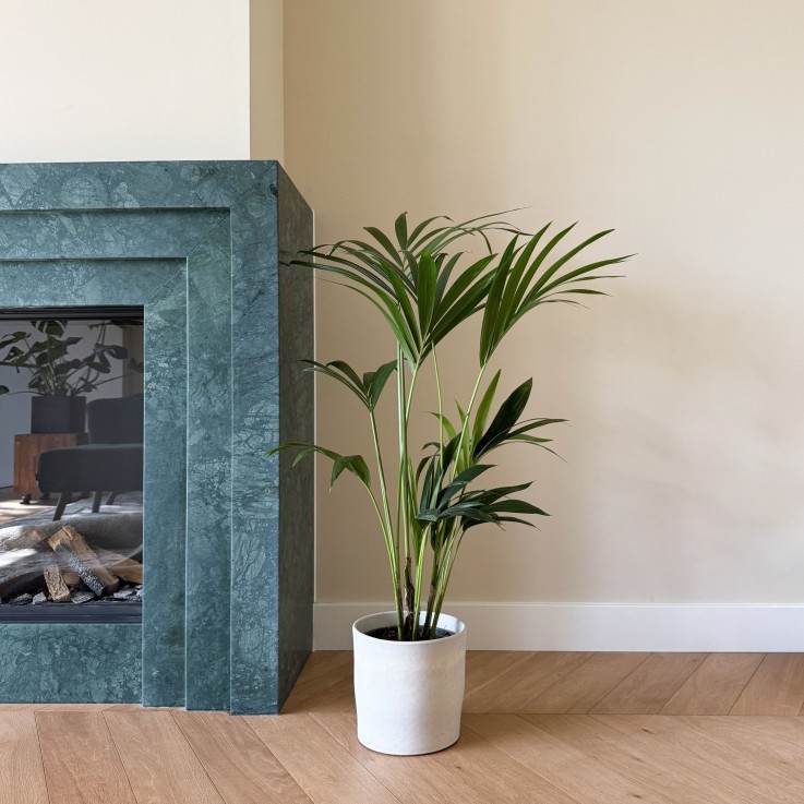 Palmier Kentia - Howea forsteriana - Hauteur 90-100cm - ⌀18cm