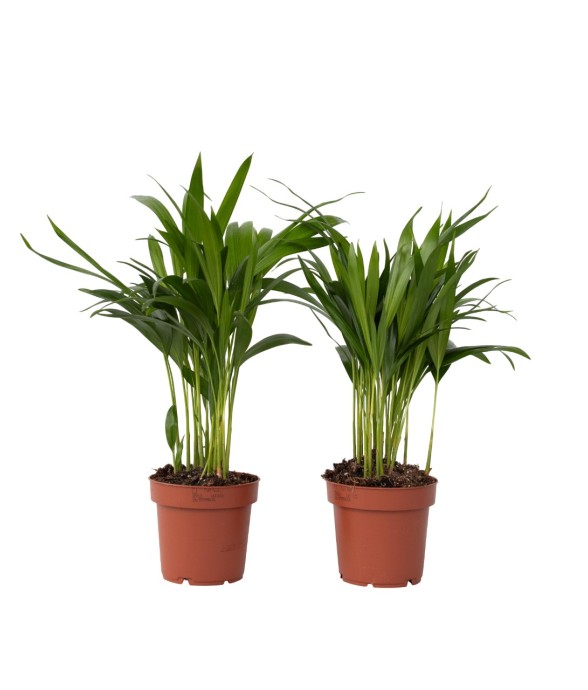 Palmier areca - Set de 2 -...