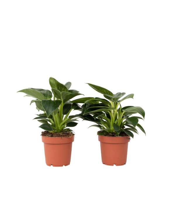 Plante verte - Set de 2 -...