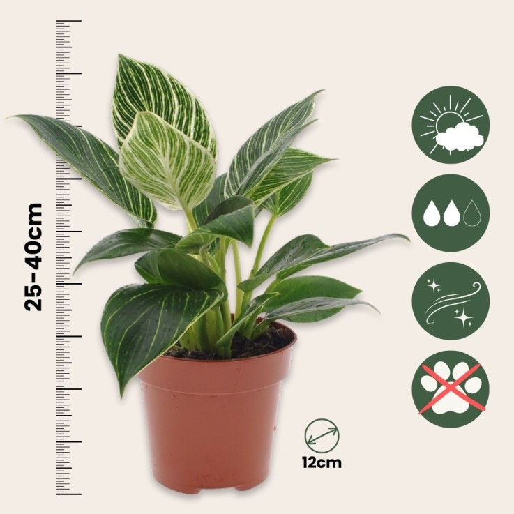 Plante verte - Set de 2 - Philodendron 'White Wave' - Hauteur 25-40cm - ⌀12cm