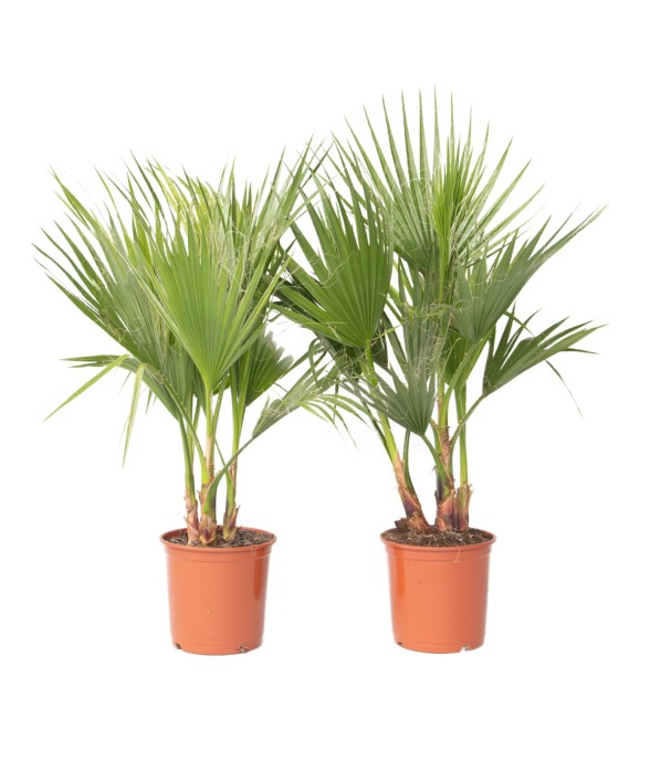 Palmier de Washington - Set...