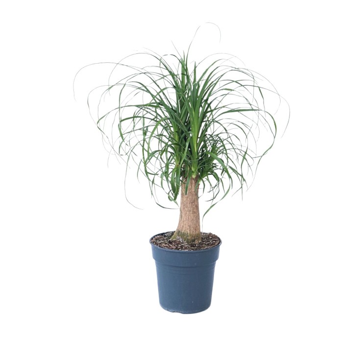 Pied d'éléphant - Beaucarnea 'recurvata' - Hauteur 60-70cm - ⌀21cm