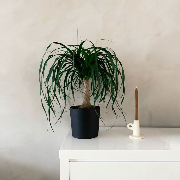 Pied d'éléphant - Beaucarnea 'recurvata' - Hauteur 60-70cm - ⌀21cm