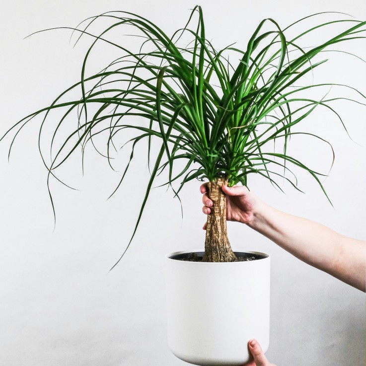 Pied d'éléphant - Beaucarnea 'recurvata' - Hauteur 60-70cm - ⌀21cm