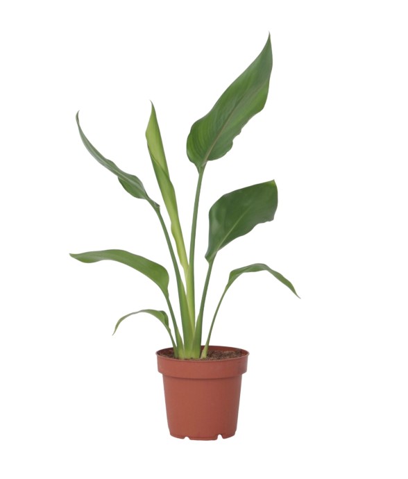 Oiseau de paradis -...