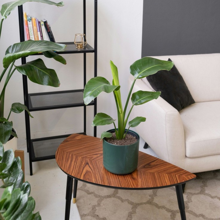 Oiseau de paradis - Strelitzia reginea - Hauteur 25-40cm - ⌀9cm