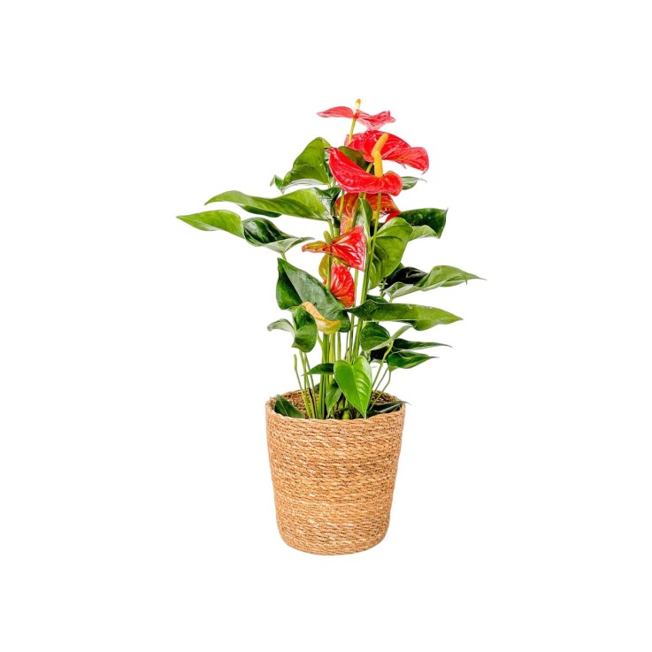 Langue de feu - Anthurium 'Madural Orange' avec panier - Hauteur 55-70cm - ø17cm
