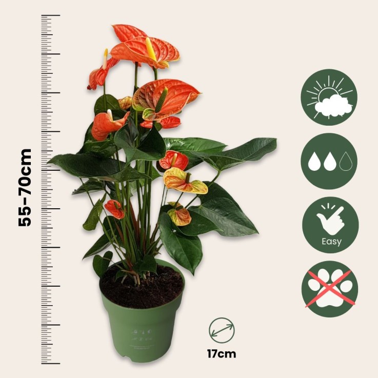 Langue de feu - Anthurium 'Madural Orange' avec panier - Hauteur 55-70cm - ø17cm