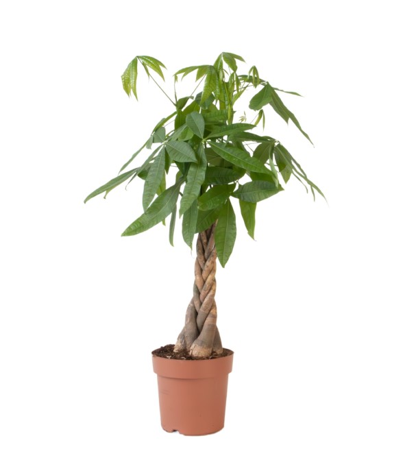 Arbre à argent - Pachira...