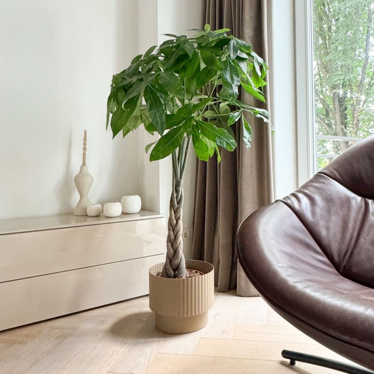 Arbre à argent - Pachira aquatica - Hauteur 100-120cm - ⌀24cm